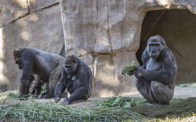 Members of the gorilla troop at the San Diego Zoo Safari Park in Escondido, California are seen in their habitat on January 10, 2021 (Ken Bohn/San Diego Zoo Safari Park via AP)