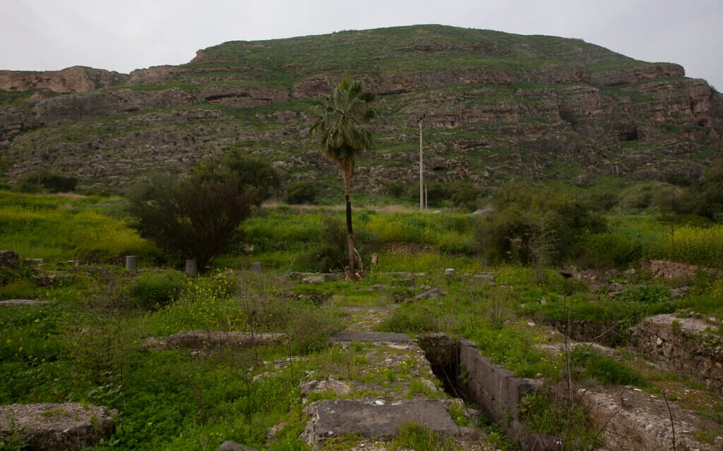 At the foot of Mount Bernice, stones from the Al-Juma (Friday) Mosque are visible through overgrown plants, in Tiberias, northern Israel, Wednesday, Jan. 27, 2021. Archaeologists said recent excavations at the ancient city of Tiberias have discovered the remnants of one of the earliest mosques in the Islamic world. (AP Photo/Maya Alleruzzo)