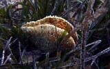 Illustrative -- In this Nov. 9, 2018 underwater photo, a dead pen shell stands open in a seagrass meadow in the Aegean Sea's Saronic Gulf (AP Photo/Elena Becatoros)