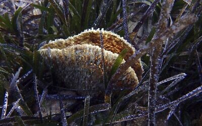 Illustrative -- In this Nov. 9, 2018 underwater photo, a dead pen shell stands open in a seagrass meadow in the Aegean Sea's Saronic Gulf (AP Photo/Elena Becatoros)