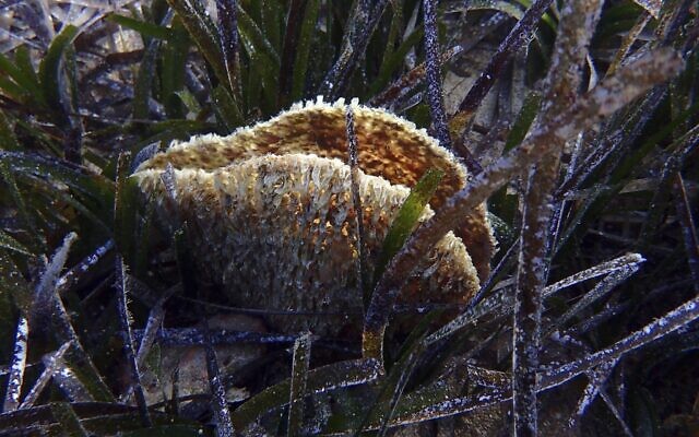 Illustrative -- In this Nov. 9, 2018 underwater photo, a dead pen shell stands open in a seagrass meadow in the Aegean Sea's Saronic Gulf (AP Photo/Elena Becatoros) Illustrative -- In this Nov. 9, 2018 underwater photo, a dead pen shell stands open in a seagrass meadow in the Aegean Sea's Saronic Gulf (AP Photo/Elena Becatoros)