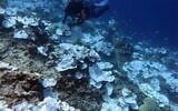 This May 2016 photo provided by  the US National Oceanic and Atmospheric Administration shows bleaching and some dead coral around Jarvis Island, which is part of the US Pacific Remote Marine National Monument. (Bernardo Vargas-Angel/NOAA via AP)