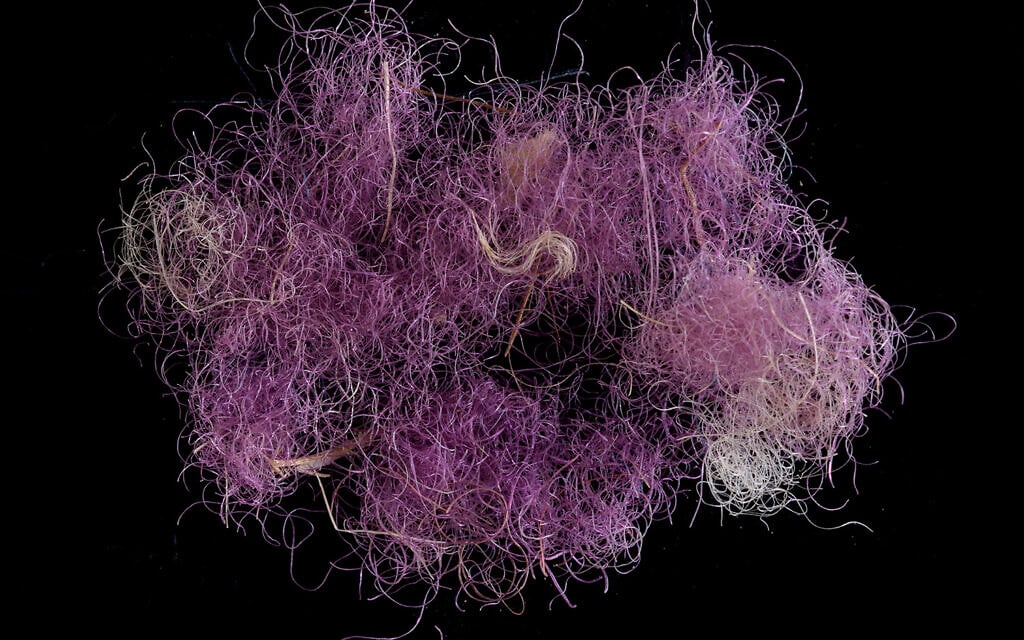 Fragment of the rare purple fabric from 1,000 BCE excavated in the Timna Valley. (Dafna Gazit, Israel Antiquities Authority)