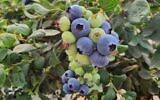 Israeli blueberries grown in carefully tended containers in the Golan Heights will now be marketed from 2021 in Israel, Dubai and Europe Courtesy Carmel Berry)