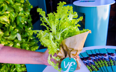 Produce grown using Israeli start up Vertical Field's farming system. (Courtesy/Vertical Field)