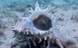 Screen capture from video of a murex mollusk. (YouTube)