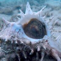Screen capture from video of a murex mollusk. (YouTube)