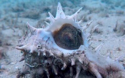 Screen capture from video of a murex mollusk. (YouTube)