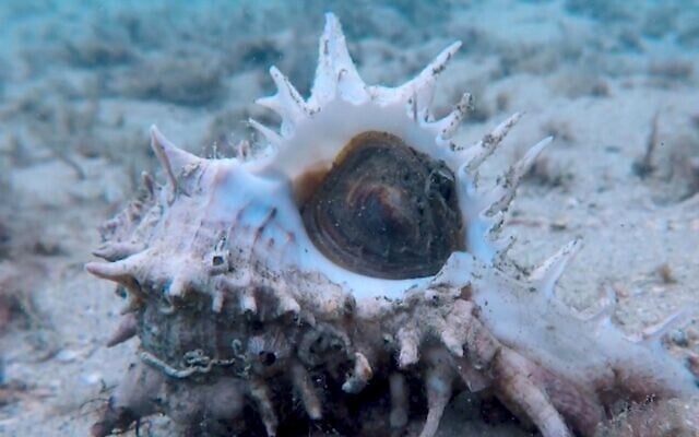 Screen capture from video of a murex mollusk. (YouTube)
