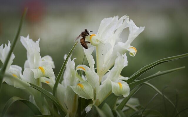 A bee sits on an iris flower near the town of  Zichron Yaakov in northern Israel, February 4, 2017. (Nati Shohat/FLASH90)