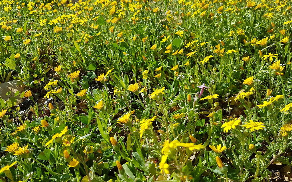 A field of marigolds, seen from the Boys' Promenade. (Aviva and Shmuel Bar-Am)
