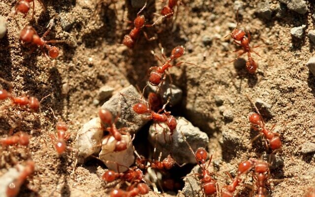 Fire ants. (Cabezonication, at iStock by Getty Images)