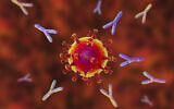 Illustrative: Antibodies attacking a SARS-CoV-2 virus (Dr_Microbe;iStock by Getty Images)