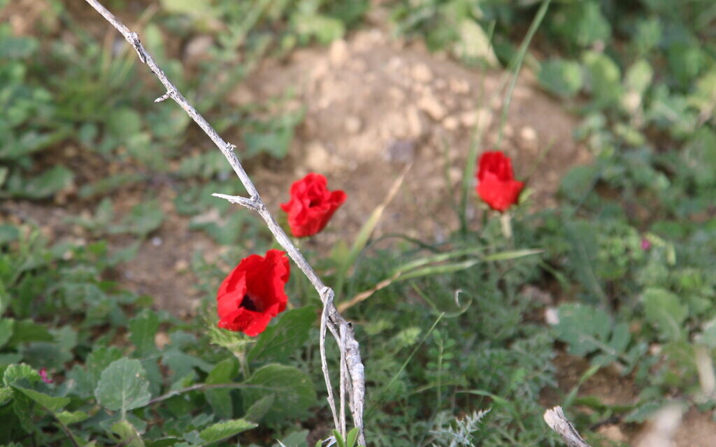 Just-opening anemones at Emek Tzurim. (Aviva and Shmuel Bar-Am)