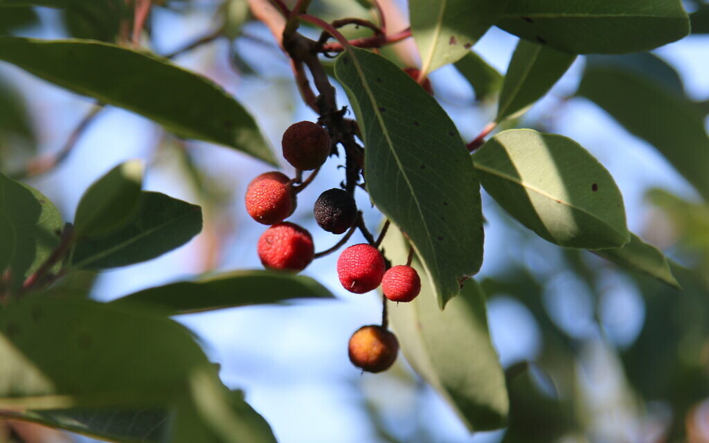 Berries on a mastic tree, seen from the Aircraft Trail. (Aviva and Shmuel Bar-Am)