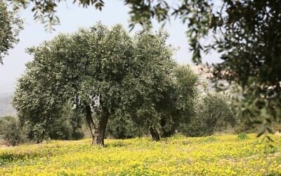 An olive tree surrounded by spring blooms in the Galilee, northern Israel, February 10, 2008. (Nati Shohat/Flash90)