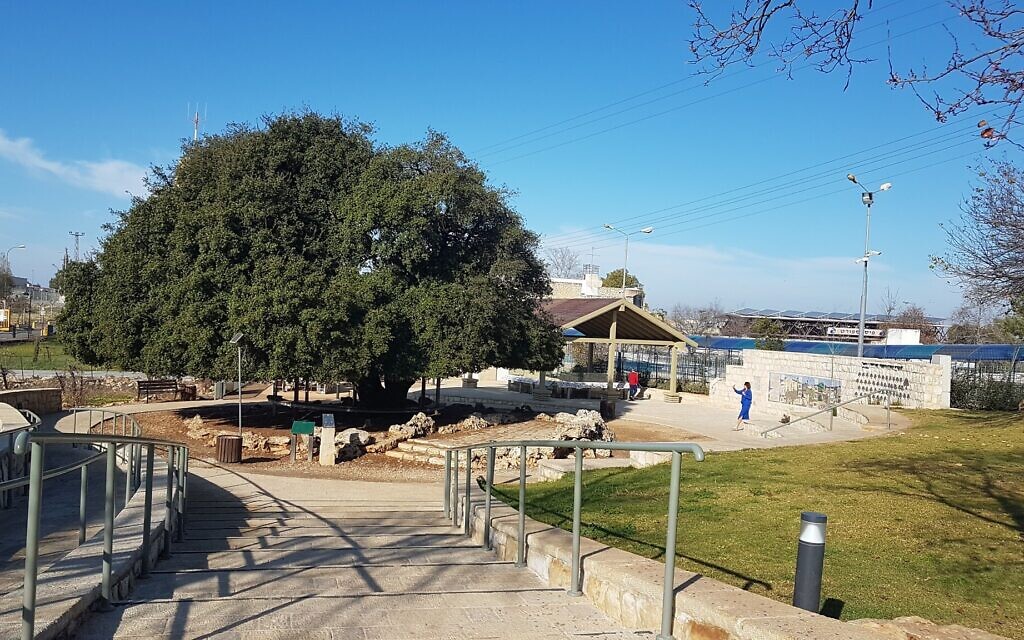 The no-longer lone tree, seen from the Boys' Promenade. (Aviva and Shmuel Bar-Am)