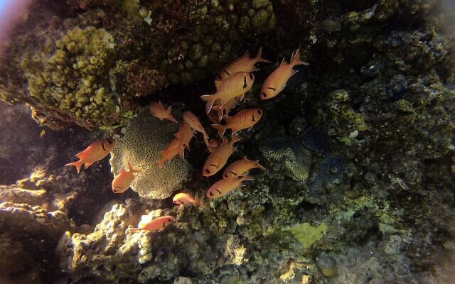This picture taken on February 10, 2021 shows a view of marine life at a coral reef in the Red Sea waters off the coast of Israel's southern port city of Eilat. (MENAHEM KAHANA / AFP)