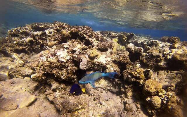 This picture taken on February 10, 2021 shows a view of marine life at a coral reef in the Red Sea waters off the coast of Israel's southern port city of Eilat.(MENAHEM KAHANA / AFP)