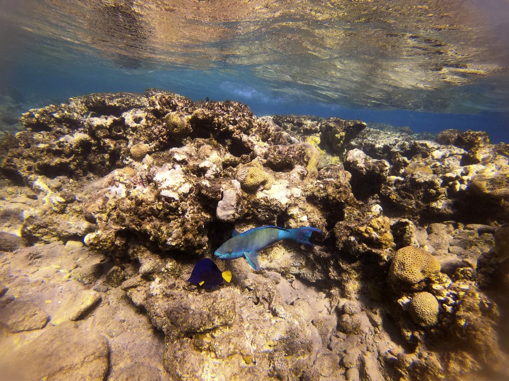 This picture taken on February 10, 2021 shows a view of marine life at a coral reef in the Red Sea waters off the coast of Israel's southern port city of Eilat.(MENAHEM KAHANA / AFP) This picture taken on February 10, 2021 shows a view of marine life at a coral reef in the Red Sea waters off the coast of Israel's southern port city of Eilat.(MENAHEM KAHANA / AFP)