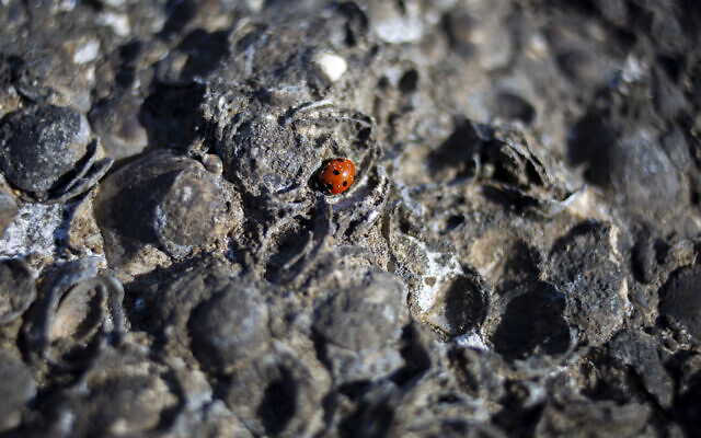 A ladybug rests on tar-covered rocks and shells after an oil spill in the Mediterranean Sea, at Tel-Dor Nature Reserve in Nahsholim, Israel; Tuesday, Feb. 23, 2021. (AP/Ariel Schalit)