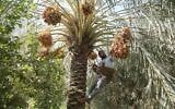 Illustrative: An Iraqi farmer collects dates in Baghdad, Iraq, Thursday, Aug. 18, 2016.. (AP Photo/Karim Kadim)