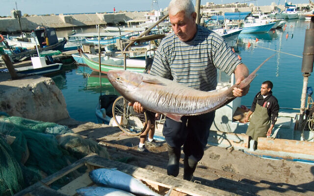 File: A fisherman holding a very big fish taken in the Mediterranean sea in Jaffa's port. November 25, 2006 (Jorge Novominsky/FLASh90) File: A fisherman holding a very big fish taken in the Mediterranean sea in Jaffa's port. November 25, 2006 (Jorge Novominsky/FLASh90)