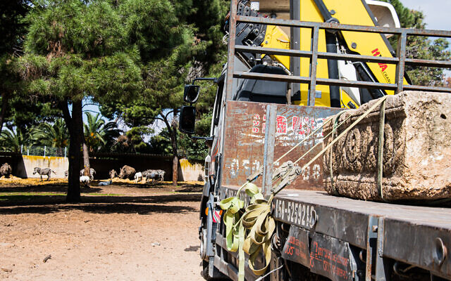 1,800-year-old sarcophagus is transported past the animals at the Ramat Gan Safari Park (Israel Antiquities Authority)