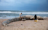 Danny Morick, marine veterinarian, and Aviad Scheinin take samples from a 17-meter dead fin whale washed up on a beach in Nitzanim Reserve, Feb. 19, 2021. (AP Photo/Ariel Schalit)