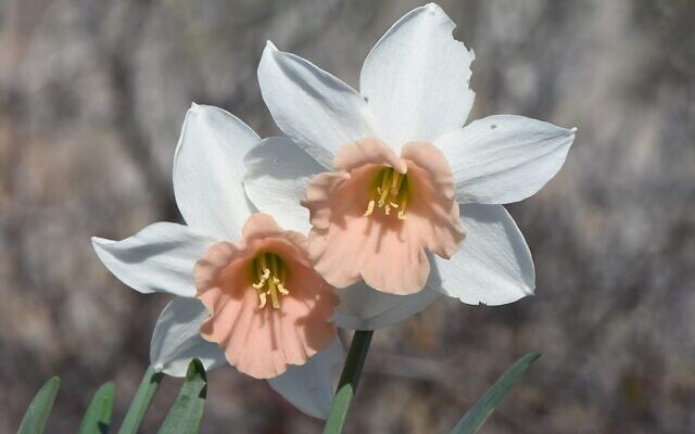 The pink-crowned Katie Heath narcissus is in bloom on February 14, 2021 at Jerusalem's Botanical Gardens (Courtesy Jerusalem Botanical Gardens)