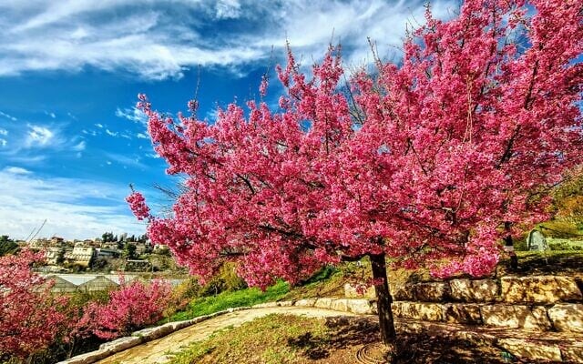 Sakura cherry blossoms in bloom at Jerusalem's Botanical Gardens (Courtesy Tom Amit)