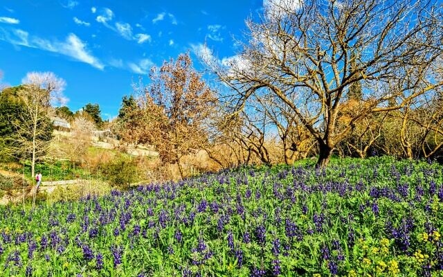 Lupines in bloom at Jerusalem's Botanical Gardens (Courtesy Tom Amit)