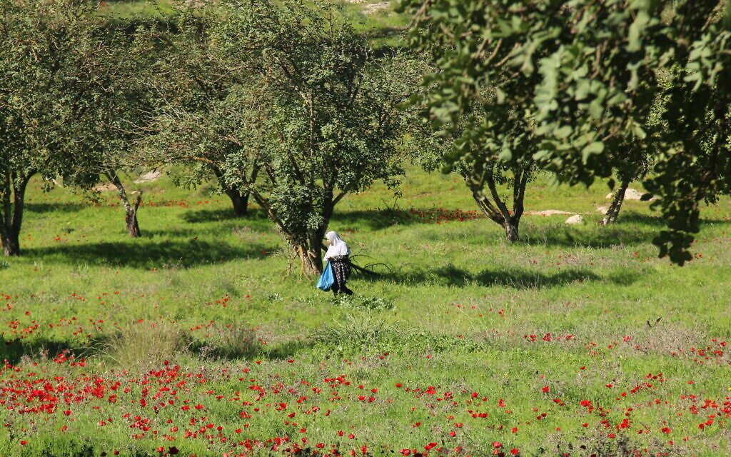 Anemones in the forest below what's probably the biblical city of Ziklag. (Shmuel Bar-Am)