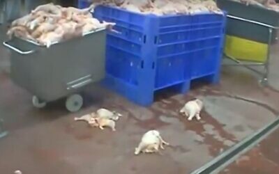 Chicken in crates and on the floor at the Off Hagalil poultry processor, in footage aired on February 2, 2020. (Screen capture: Channel 20)
