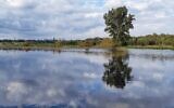 A winter pond formed from seasonal rainwater in the Hadera Forest, northern Israel. (Yaniv Cohen, INPA).