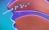 An illustration by Nasus Pharma, makers of the Taffix spray, showing the novel coronavirus entering the nasal cavity. (Screenshot)