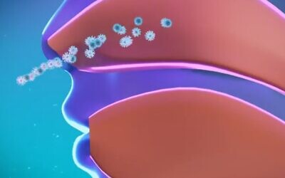 An illustration by Nasus Pharma, makers of the Taffix spray, showing the novel coronavirus entering the nasal cavity. (Screenshot)