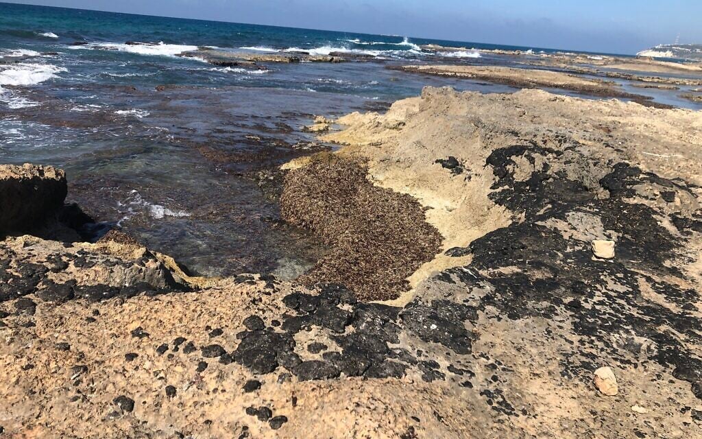 Tar on the rocks at Achziv beach, February 25, 2021. (Sue Surkes/Times of Israel)