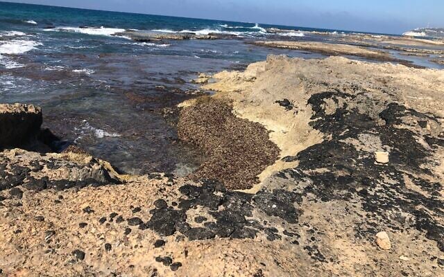 Tar on the rocks at Achziv beach, February 25, 2021. (Sue Surkes/Times of Israel)