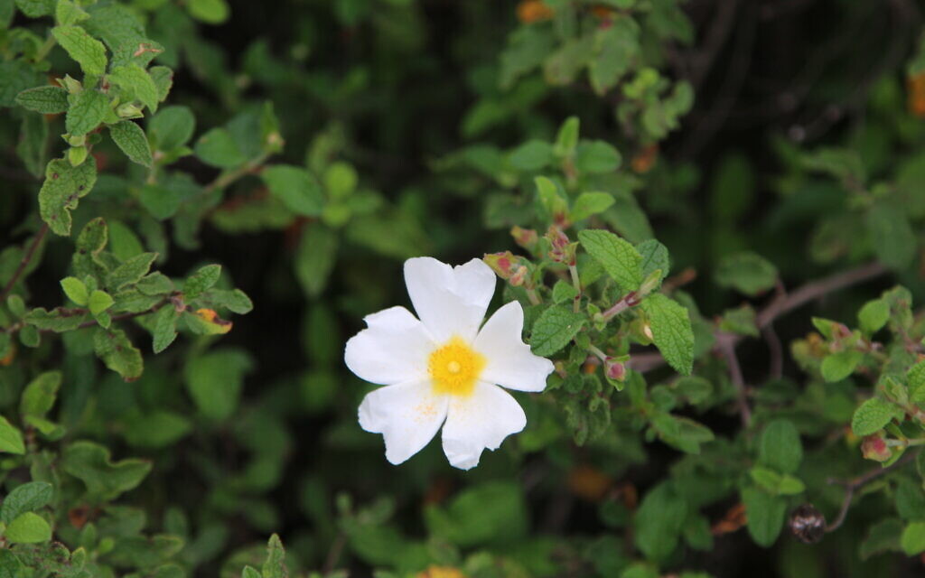 A white rockrose at KKL-JNF US Independence Park. (Shmuel Bar-Am)