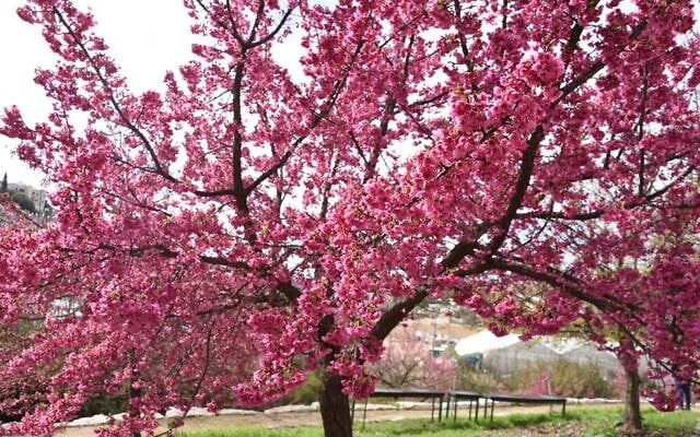 Sakura cherry blossoms in bloom at Jerusalem's Botanical Gardens (Courtesy Tom Amit)