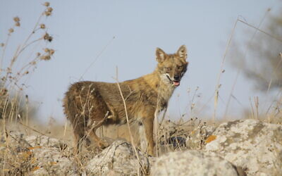A golden jackal. (Ido Shaked, Israel Nature and Parks Authority)