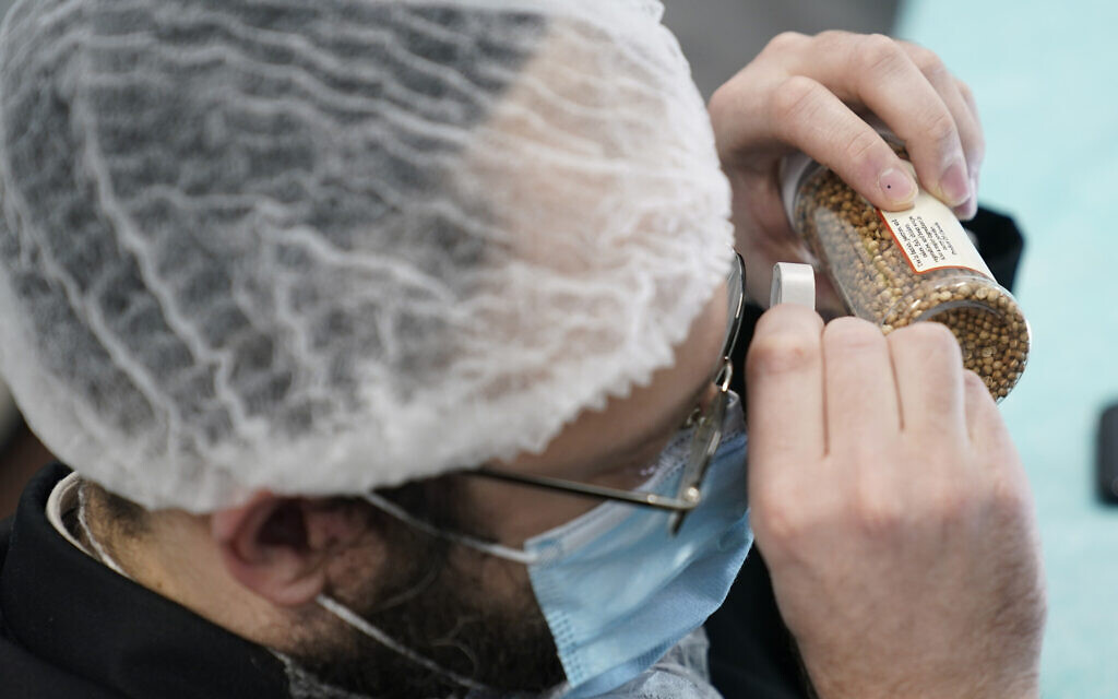 While waiting on a delivery at Hanan Products, Rabbi Mendel Einhorn catches up on some work from another job by looking for insects in samples of their products on Jan. 7, 2021, in Hicksville, N.Y. (AP Photo/Seth Wenig)