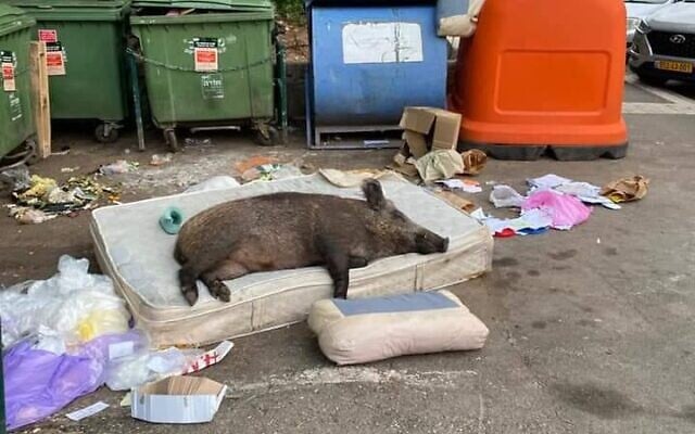 A wild boar taking a nap on a mattress in Haifa (via Twitter)