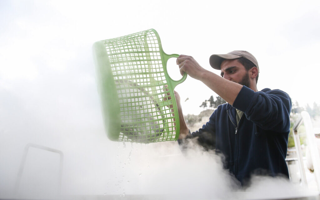 Ultra-Orthodox Jews dip cooking pots to rid any traces of leavening in preparation for the upcoming Passover holiday, in Safed, March 25, 2021 (David Cohen/Flash90)