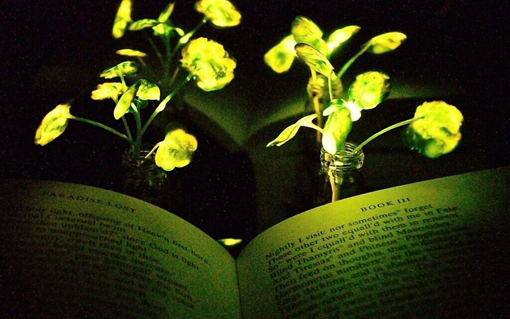 A light emitting watercress. (Seon-Yeong Kwak/MIT) A light emitting watercress. (Seon-Yeong Kwak/MIT)