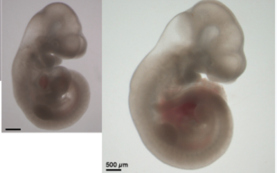 A mouse embryo grows in the artificial womb at the Weizmann Institute of Science (courtesy of the Weizmann Institute of Science)