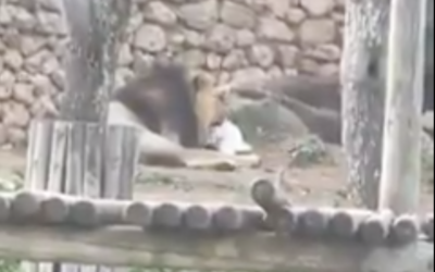 A lion eats a bunny at the Jerusalem Biblical Zoo in March 2021. (Screen capture/Twitter)