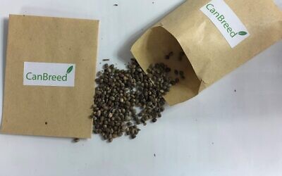 Cannabis seeds developed by CanBreed (Courtesy)