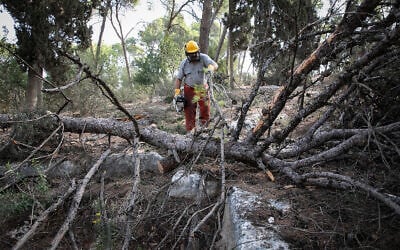 Illustrative: KKL-JNF workers and volunteers in the Masrik Forest in northern Israel, October 25, 2018. (Anat Hermony/Flash90) Illustrative: KKL-JNF workers and volunteers in the Masrik Forest in northern Israel, October 25, 2018. (Anat Hermony/Flash90)